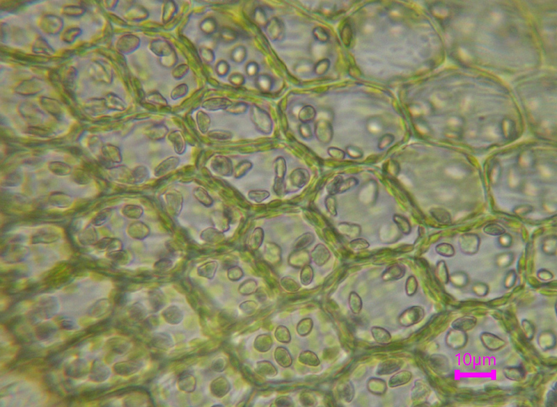 Scapania mucronata